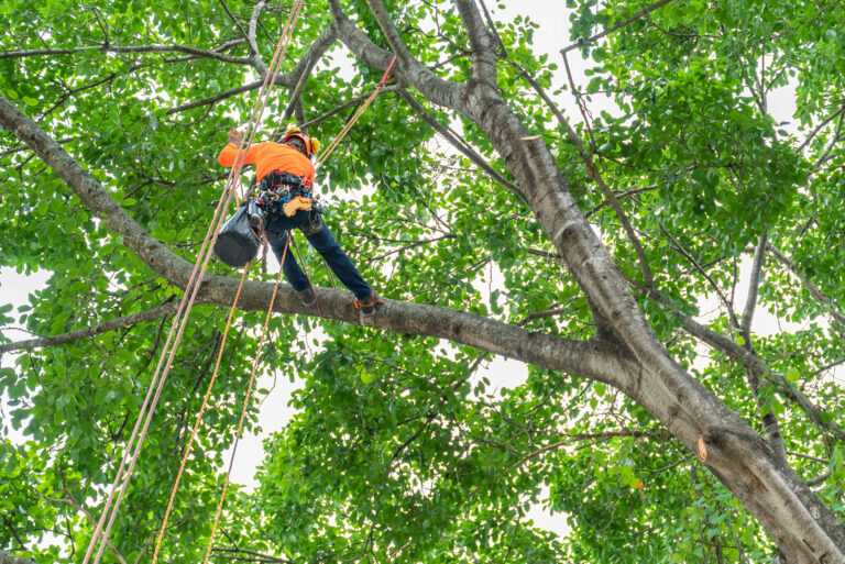 Expert Tree Care from Avon to Simsbury: Pruning & Trimming Services in Connecticut