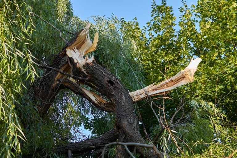 Hartford Country emergency tree removal services