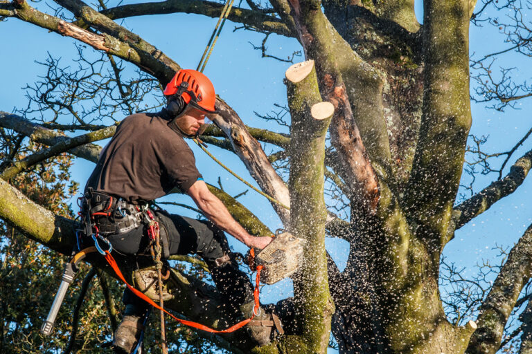 The Ultimate Guide to Tree Services in West Hartford: Sotil Tree Service
