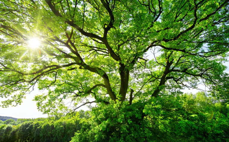 Professional Tree Services for Farmington, CT Homeowners